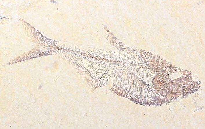 Nice Diplomystus Fish Fossil From Wyoming #21885